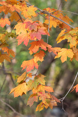 Maple leaves changing color in fall