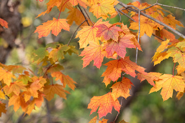 Naklejka na ściany i meble Red yellow and green leaves on a maple tree.