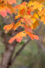 Bright yellow and red leaves on a maple tree in fall.