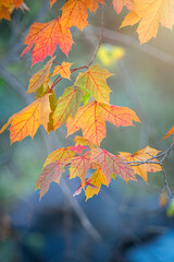 Maple leaves in varying stages of changing color