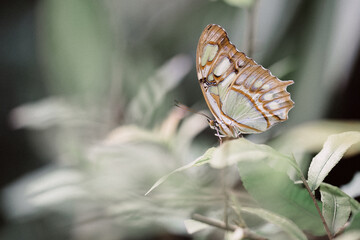 Grüner Schmetterling Malachitfalter