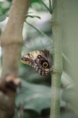 Großer Schmetterling
