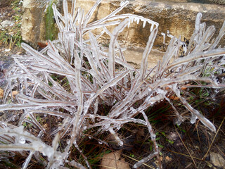 Naklejka premium rozen bushes on a cold winter day