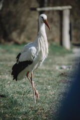 Storch vorne