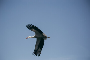 Storch fliegend