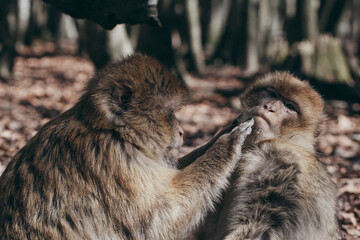 Entlausende Affen Affenpocken