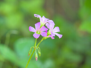 ムラサキカタバミ