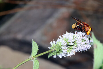 Hornissenschwebfliege (Volucella zonaria) an einer Minze