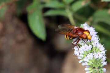 Hornissenschwebfliege (Volucella zonaria) an einer Minze