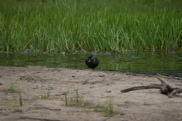 Obraz premium Parc Mauricie Lac Wapizagonke Chutes Waber 27 Juillet 2022