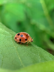 Close-p of ladybug on leaf with blurred background