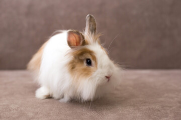 Fluffy white angora rabbit on brown background