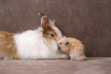 Fluffy white angora rabbit and teddy bear hamster on brown background