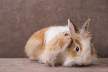 Fluffy white angora rabbit and golden hamster on brown background