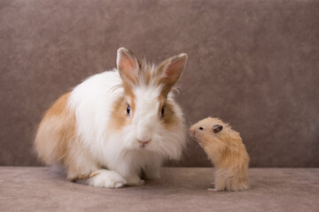 Fluffy white angora rabbit and golden hamster on brown background