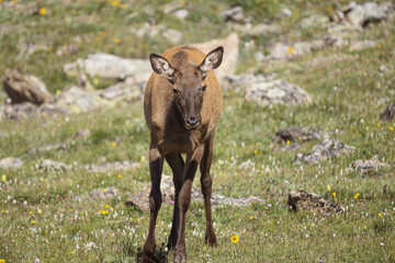 rocky mountain cow elk in the colorado rockies
