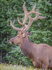 Naklejka na ściany i meble rocky mountain bull elk in the colorado rockies