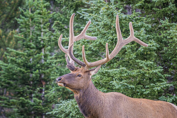 Naklejka na ściany i meble rocky mountain bull elk in the colorado rockies
