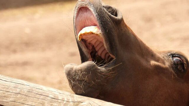 Little pony opens its mouth and begs for treats in the cutest possible way