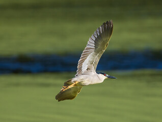 Black-crowned Night-Heron banking in flight