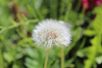 Dandelion spore to announce the beginning of spring