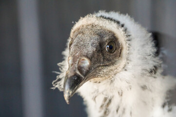 close up of a turkey vulture