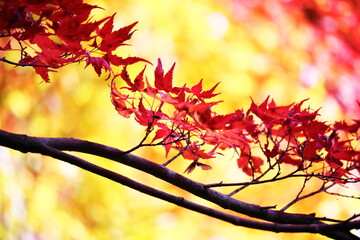 美しい秋の紅葉