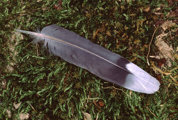 Wild Turkey Feather (Meleagris Gallopavo)