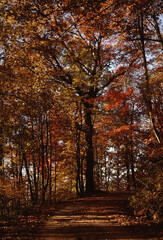 Scenic Back Road, Autumn Trees, North Carolina