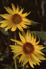 Sunflower (Helianthus)