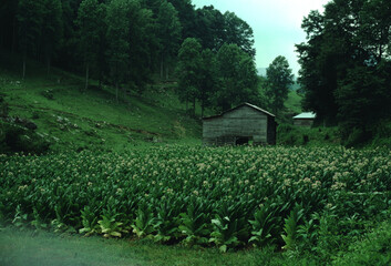 Fototapeta na wymiar Tobacco - Mature Tobacco Field