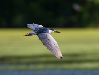 Black-crowned Night-Heron soaring above algae covered lake