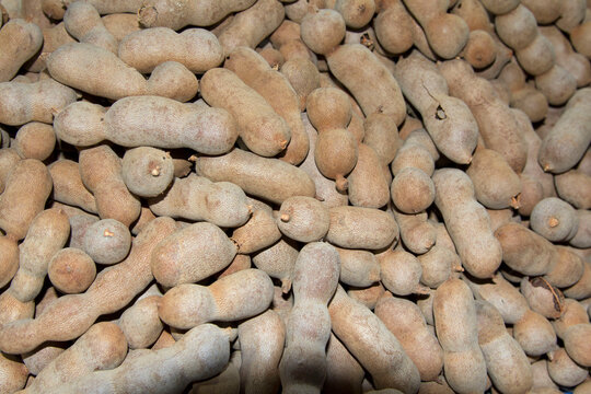 Sweet brown tamarind pods, which have a slightly sweet and sour taste that farmers sell during the one-year seasonal harvest season, will only have one time and have a lot of vitamin C.