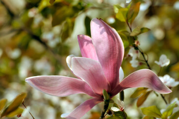  lovely magnolia blossom in springtime