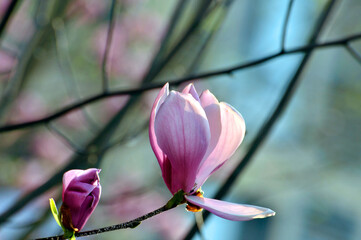  lovely magnolia blossom in springtime