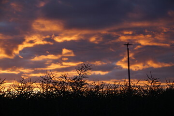 Fototapeta premium Drei Arten Energie in einem Bild: Sonnenlicht, Strom, Öl aus Raps. Abendstimmung über einem Rapsfeld mit Strommast. Nachhaltige Ressource. 