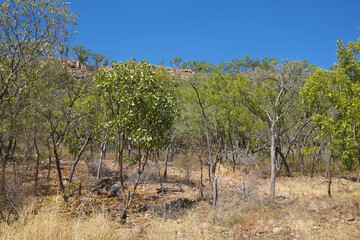 Fototapeta premium Nitmiluk National Park at Katherine gorge