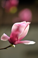  lovely magnolia blossom in springtime