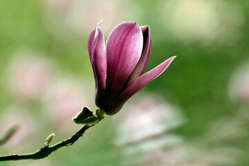 Fototapeta premium lovely magnolia blossom in springtime
