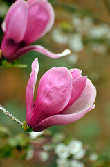 Fototapeta na wymiar lovely magnolia blossom in springtime