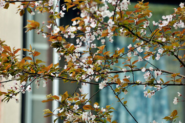 blossoming plum blossom in spring