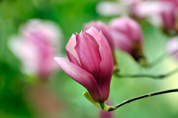 Obraz na płótnie Canvas lovely magnolia blossom in springtime