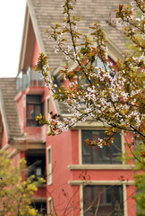 blossoming plum blossom in spring