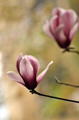 Fototapeta premium lovely magnolia blossom in springtime