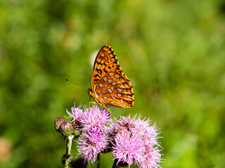 Close-up of a golden Monarch butterfly on a pink flower with blurry green background.