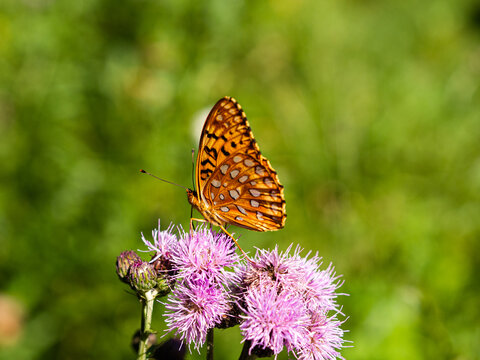 Close-up of a golden Monarch butterfly on a pink flower with blurry green background.