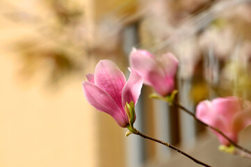  lovely magnolia blossom in springtime