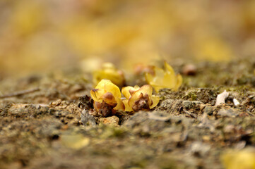 fallen wax plum buds on the ground

