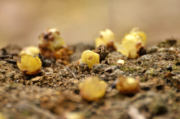 fallen wax plum buds on the ground

