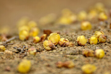 fallen wax plum buds on the ground

